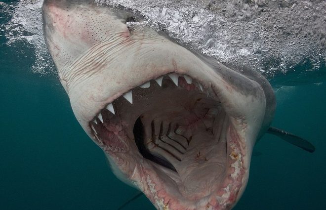 Опасный фотопроект: американский фотограф представил устрашающие снимки белых акул (фото)